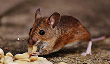 24 Hour & Emergency Exterminators in Sussex, WI